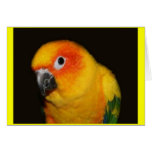 Pretty Bird Card