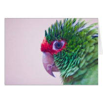 Pretty bird in Ollantaytambo Greeting Card