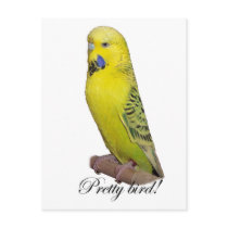 Pretty Bird postcard by Lisachromis Pretty Bird postcard