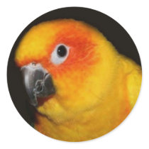 Pretty Bird Sticker