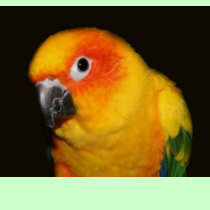Pretty Bird T-Shirt