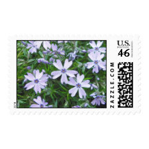 Pretty Blue Creeping Phlox Stamp