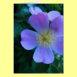 Pretty Blue Flower cards