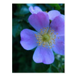 Pretty Blue Flower Post Cards