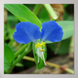 Pretty Blue Flower Square Crop Posters