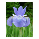 Pretty Blue Indigo Siberian Iris Flower Bloom Postcards