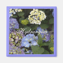 Pretty Blue White Hydrangeas Magnet