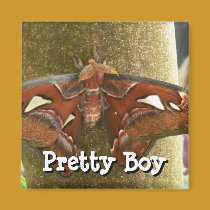 Pretty Boy magnets by codfishlady Pretty Boy magnets