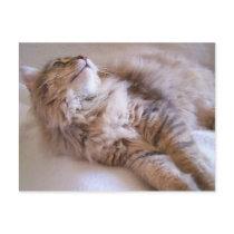 Pretty boy Raisin Postcard by KatAnnette Pretty boy Raisin Postcard