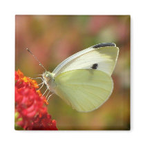 Pretty Butterfly magnets by princessklb07 Pretty Butterfly magnets