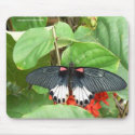 Pretty Butterfly mousepads