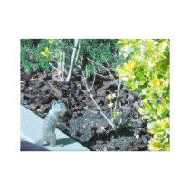 Pretty California Ground Squirrel Stretched Canvas Print