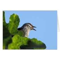 Pretty California Mockingbird Greeting Card