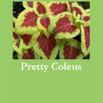 Pretty Coleus t-shirts