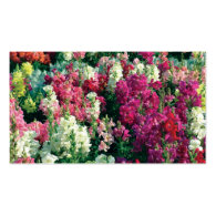 pretty colorful garden flowers business cards