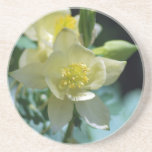 Pretty columbine flower and meaning coasters