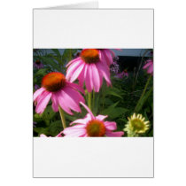 pretty coneflowers cards