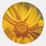 Pretty Coreopsis Flowers Stickers