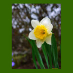 Pretty Daffodil Print posters