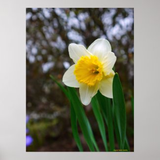 Pretty Daffodil Print