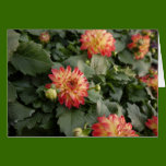 Pretty Dahlia Card cards