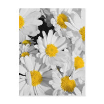 Pretty Daisies Postcard