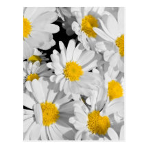 Pretty Daisies Postcard