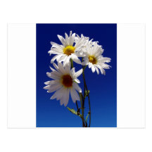 Pretty Daisies Postcards