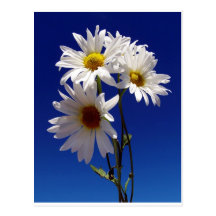 Pretty Daisies Postcards