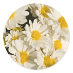 Pretty Daisies Stickers