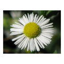 Pretty Daisy print