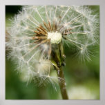 Pretty Dandelion Print