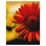 Pretty Detail of a Red Flower flyers