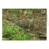 pretty dove Card