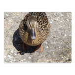 pretty duck postcard postcards