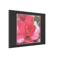 Pretty, elegant  pink camellia flower. canvas prints