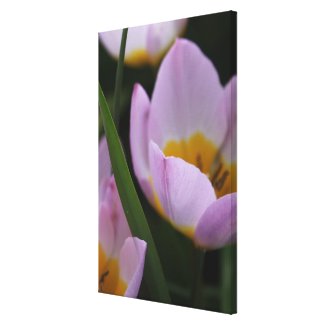 Pretty, elegant purple tulip flowers. gallery wrapped canvas