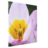 Pretty, elegant purple tulip flowers. gallery wrap canvas