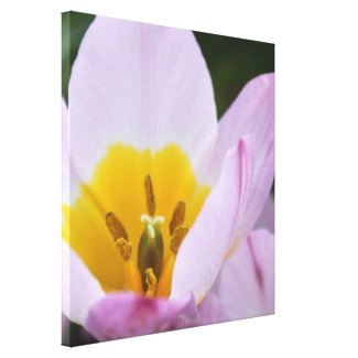 Pretty, elegant purple tulip flowers. gallery wrap canvas