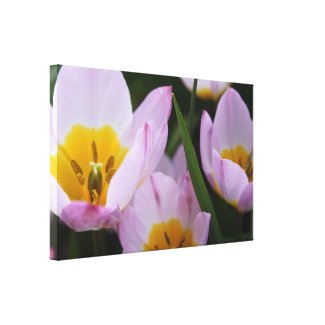 Pretty, elegant purple tulip flowers. canvas prints