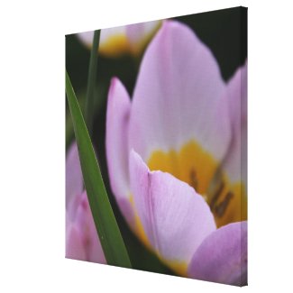 Pretty, elegant purple tulip flowers. Floral Gallery Wrap Canvas