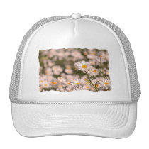 Pretty Field of Daisies hats