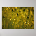 Pretty field of yellow flowers posters