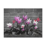 Pretty floral post card