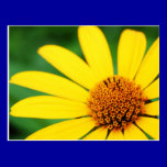 Pretty-flower-1303 YELLOW DAISY FLOWER SPRING GREE postcards