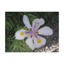 Pretty flower postcards by nancyro Pretty flower postcards