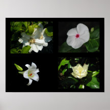 Pretty Flowers Collection White Posters