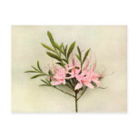 Pretty Flowers Post Cards