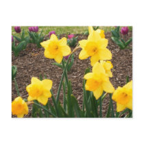 Pretty Flowers postcards