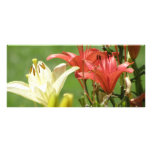 pink, white, orange, flowers, plants.june